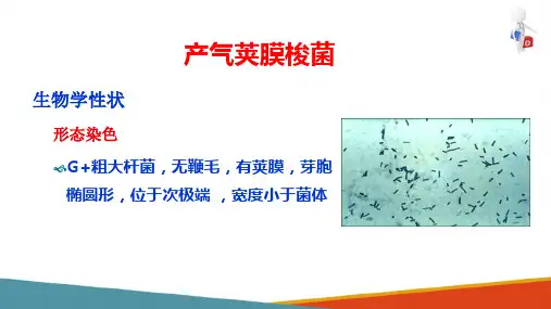 厌氧菌鉴定—产气荚膜梭菌(微生物检验课件)