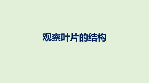 初中生物实验突破(通用版)：观察叶片的结构课件