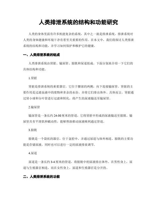 人类排泄系统的结构和功能研究