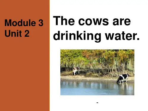 外研版(三起)六下Module 3 Unit 2《The cows are drinking wat