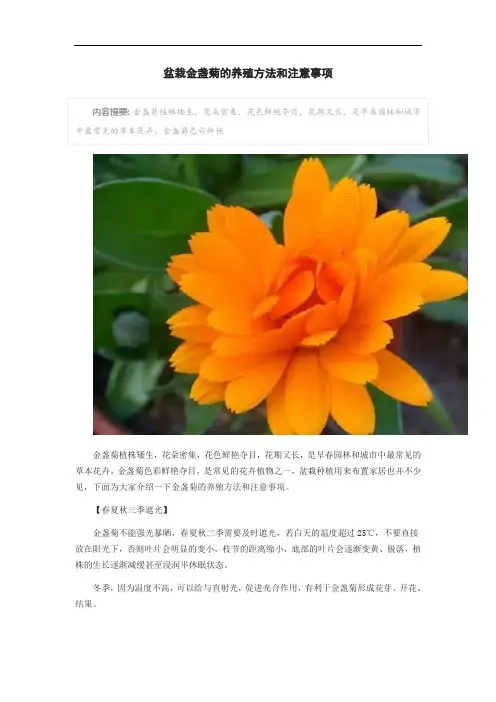 盆栽金盏菊的养殖方法和注意事项
