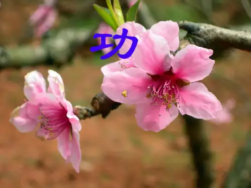 初中物理《功》课件