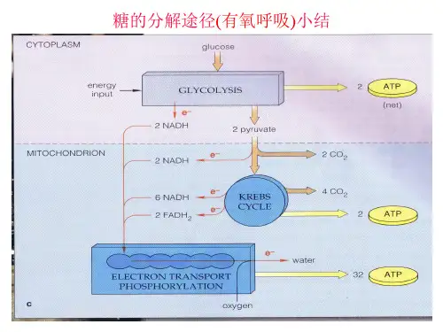 植物生理学：第三节  呼吸链和氧化磷酸化
