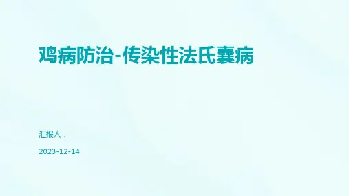鸡病防治-传染性法氏囊病