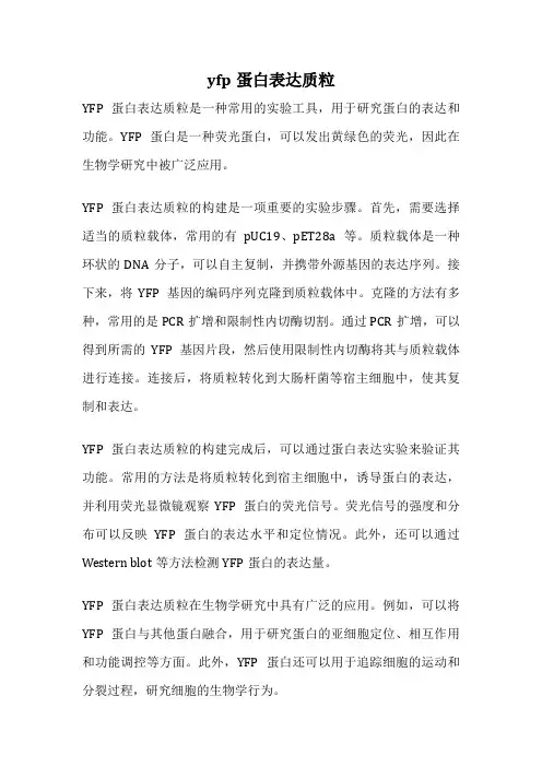yfp蛋白表达质粒