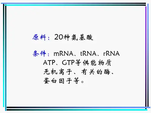 蛋白质的生物合成课件.ppt