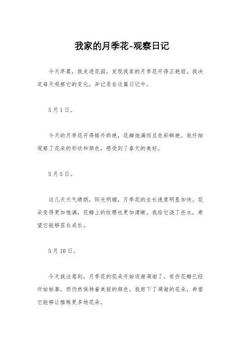 我家的月季花-观察日记