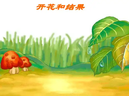花的结构