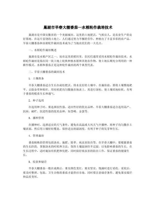 巢湖市早春大棚番茄—水稻轮作栽培技术