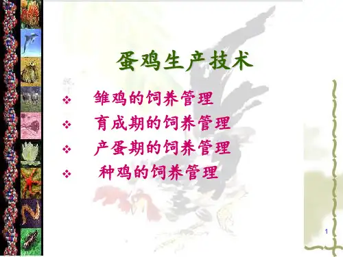 鸡生产技术PPT课件
