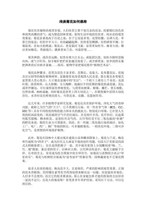 浅谈菊花如何栽培