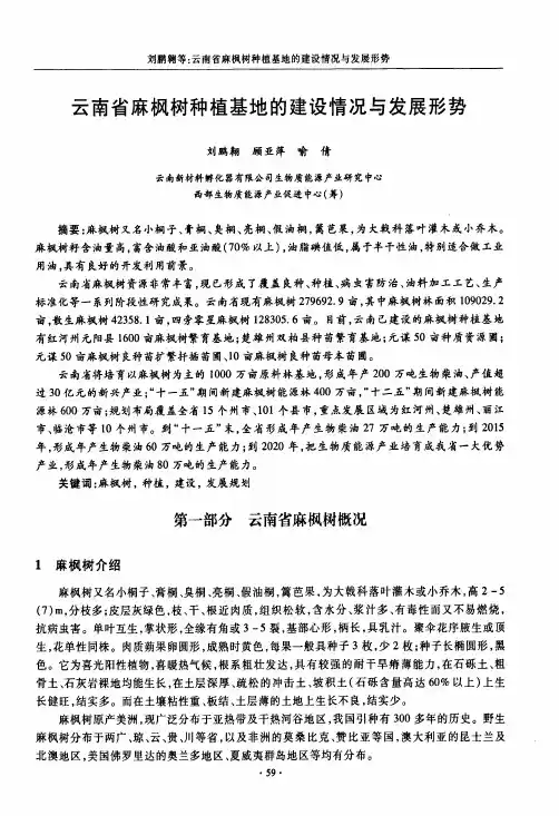 云南省麻枫树种植基地的建设情况与发展形势