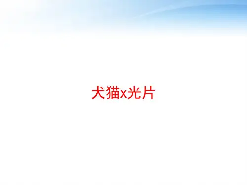 犬猫x光片 ppt课件