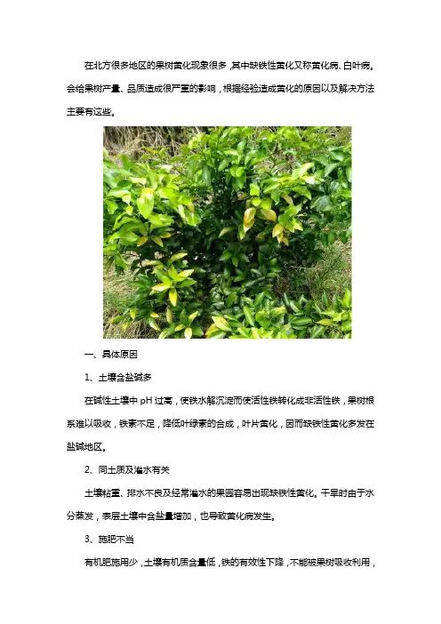 果树缺铁性黄化的原因及防治方法