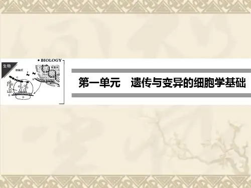 -高中生物 1.1.1 减数分裂与配子形成精品课件 中图版必修2