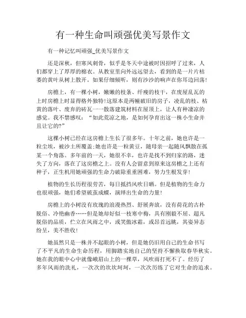 有一种生命叫顽强优美写景作文700字