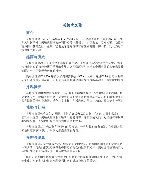 美短虎斑猫