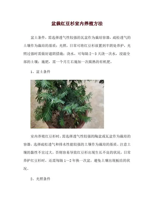 盆栽红豆杉室内养殖方法