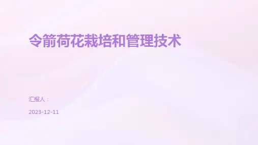 令箭荷花栽培和管理技术