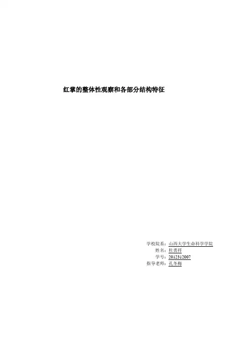 红掌的整体性观察和各部分结构特征