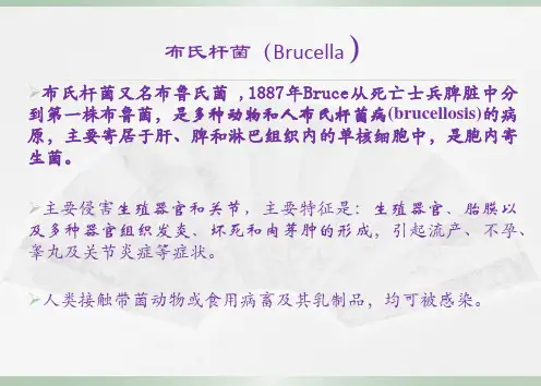 布氏杆菌(Brucella)ppt课件