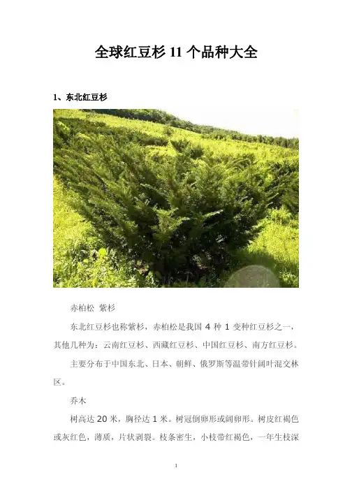 红豆杉品种大全(11个)