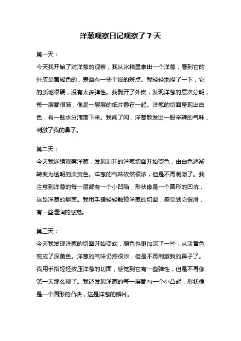 洋葱观察日记观察了7天