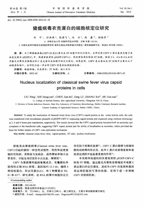 猪瘟病毒衣壳蛋白的细胞核定位研究