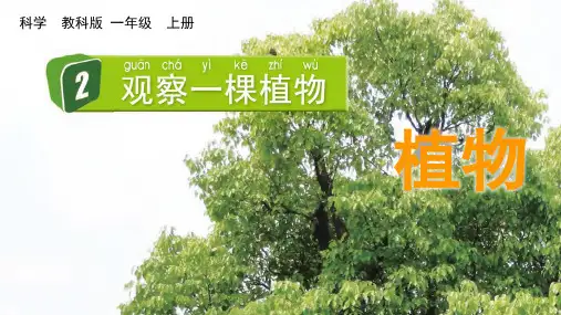 最新教科版科学一年级上册《观察一棵植物》精品教学课件