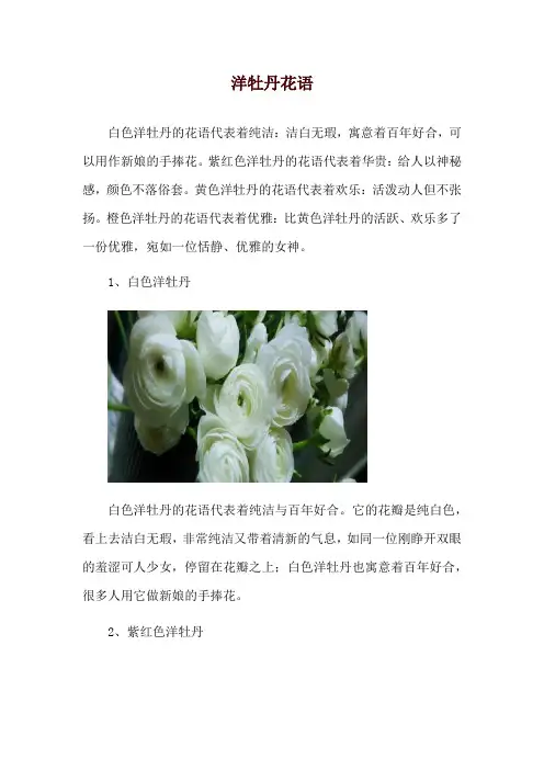 洋牡丹花语
