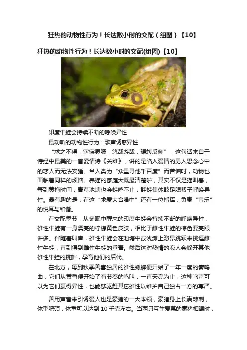 狂热的动物性行为！长达数小时的交配（组图）【10】