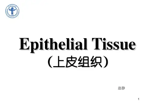 (09-22)上皮组织、固有结缔组织