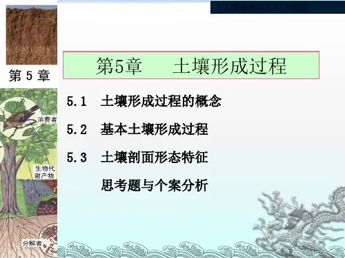 《土壤形成过程》PPT课件