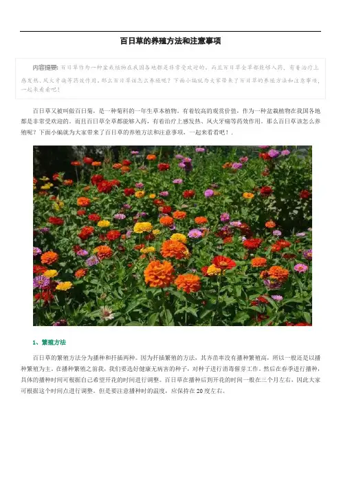 百日草的养殖方法和注意事项