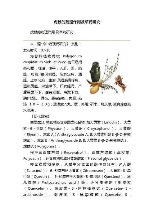 虎杖的药理作用及草药研究