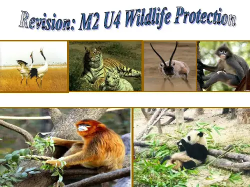 高考英语一轮复习：人教版必修2Unit4 Wildlife Protection 单元复习revision 16张PPT