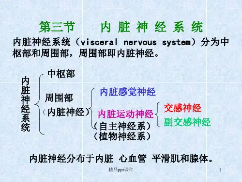 内脏神经(上课讲义)