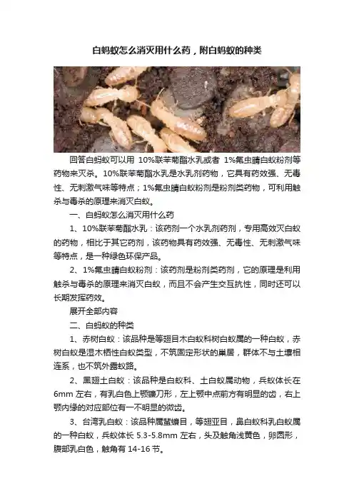 白蚂蚁怎么消灭用什么药，附白蚂蚁的种类