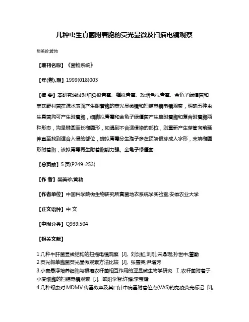几种虫生真菌附着胞的荧光显微及扫描电镜观察