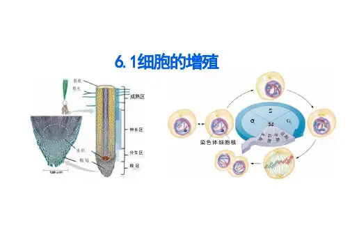 细胞的增殖课件高一上学期生物人教版(2019)必修1(共51张PPT)