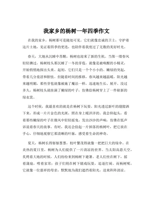 我家乡的杨树一年四季作文