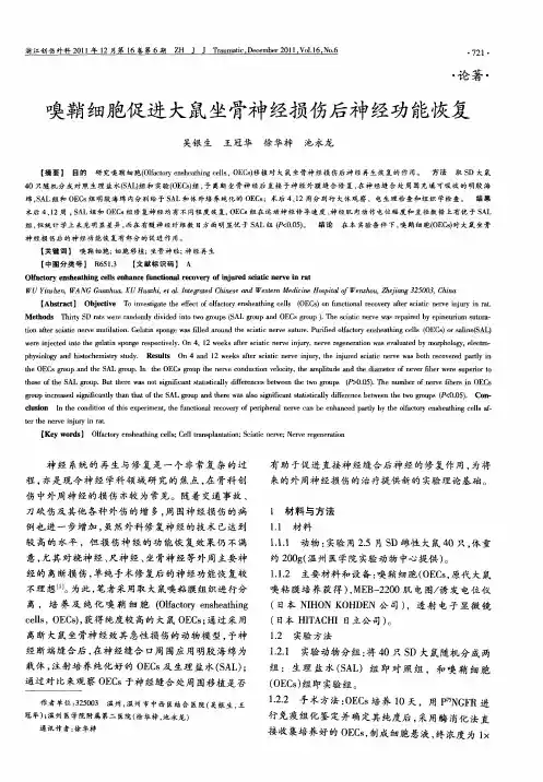 嗅鞘细胞促进大鼠坐骨神经损伤后神经功能恢复