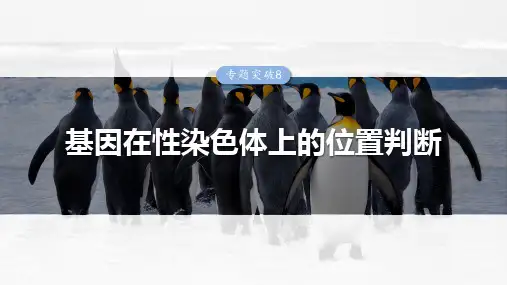 高考生物专项复习《基因在性染色体上的位置判断》