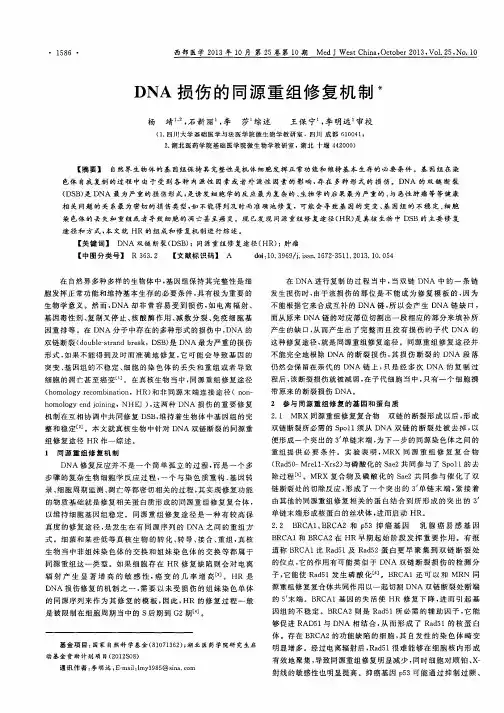 DNA损伤的同源重组修复机制