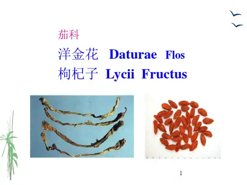 生药学_ 被子植物类生药_1114 茄科(洋金花、枸杞子)_
