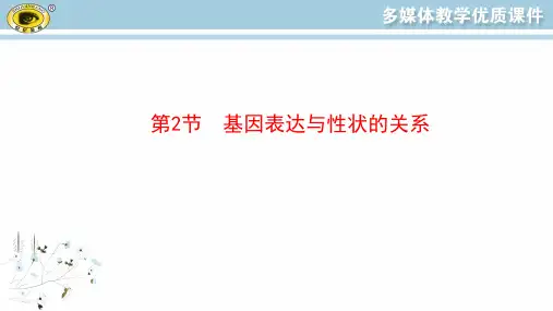 最新人教版高中生物必修二同步教学课件4.2基因表达与性状的关系