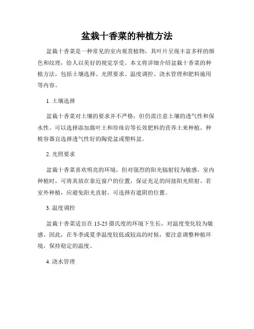 盆栽十香菜的种植方法