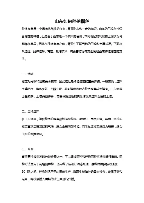 山东如何种植榴莲