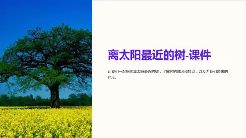 离太阳最近的树-课件