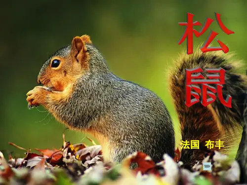 (人教新课标)五年级语文上册《松鼠》PPT课件